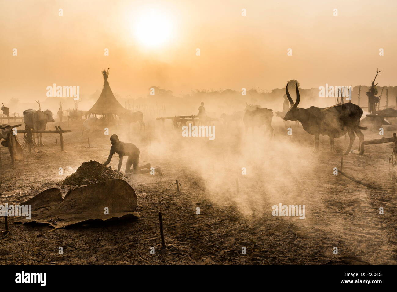 Süd-Sudan. 20. Februar 2016. Ein Mundari junge bereitet das Feuer für den Abend und sorgt dafür, dass der Boden sauber und weich für seine Tiere zum schlafen ist. Ankole-Watusi, auch bekannt als Ankole Longhorn oder "Rinder der Könige" ist ein 900 bis 1.600 Pfund Landrasse Rinderrasse ursprünglich aus Afrika mit markanten Hörner, die bis zu 8 ft hoch erreichen können. © Tariq Zaidi/ZUMA Wire/ZUMAPRESS.com/Alamy Live-Nachrichten Stockfoto