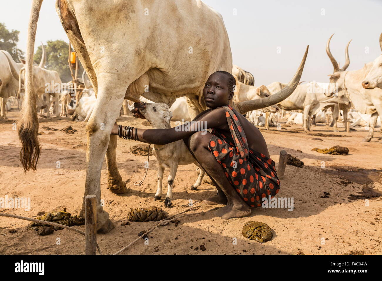 Süd-Sudan. 21. Februar 2016. Eine Mundari Mädchen hilft ein Lamm auf einem Kühe Sauger saugen. Es sind nicht nur die Mundari Menschen profitieren von der Kuhmilch. Ankole-Watusi, auch bekannt als Ankole Longhorn oder "Rinder der Könige" ist ein 900 bis 1.600 Pfund Landrasse Rinderrasse ursprünglich aus Afrika mit markanten Hörner, die bis zu 8 ft hoch erreichen können. © Tariq Zaidi/ZUMA Wire/ZUMAPRESS.com/Alamy Live-Nachrichten Stockfoto