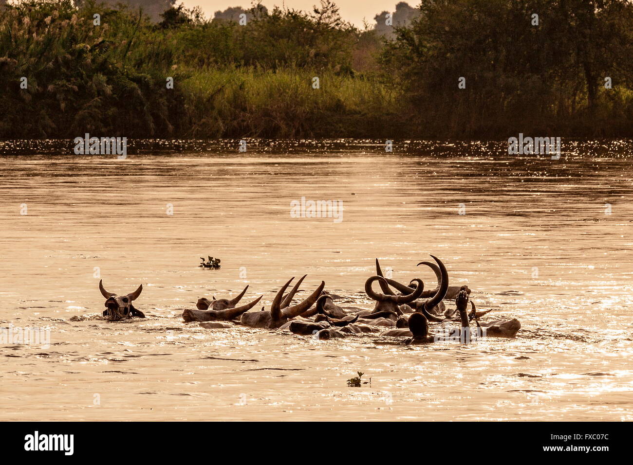 Süd-Sudan. 13. Januar 2016. Mundari Männer Schwimmen mit ihrem Vieh um sie über den Nil zu führen. Es ist eine Reise voller Gefahren und Schwierigkeiten. Ankole-Watusi, auch bekannt als Ankole Longhorn oder "Rinder der Könige" ist ein 900 bis 1.600 Pfund Landrasse Rinderrasse ursprünglich aus Afrika mit markanten Hörner, die bis zu 8 ft hoch erreichen können. © Tariq Zaidi/ZUMA Wire/ZUMAPRESS.com/Alamy Live-Nachrichten Stockfoto