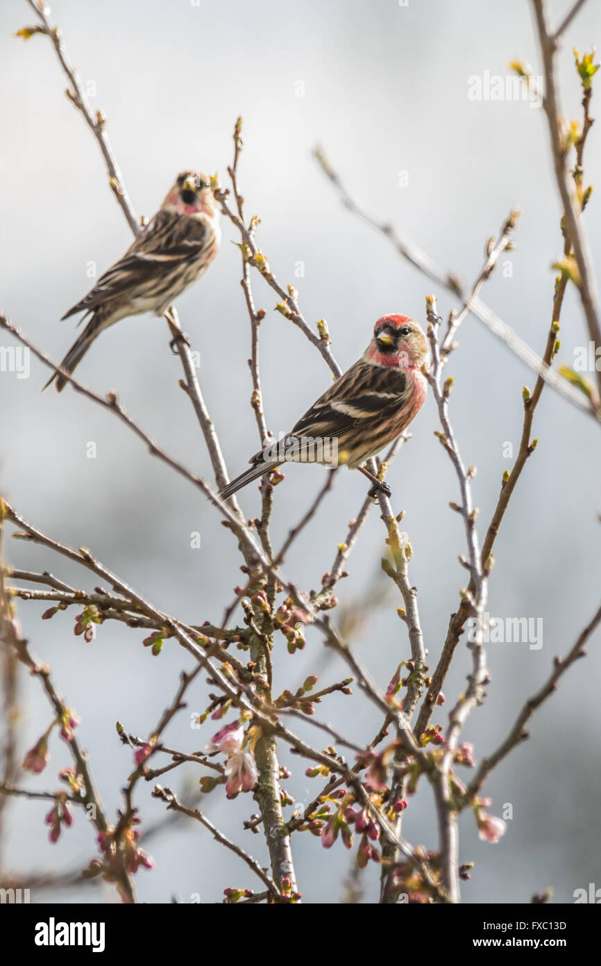 Ein geringerer redpoll (Carduelis Cabaret), welches sich auf der RSPB, rote Liste, auf eine Kirsche Blüte Baum gehockt. Credit: Ian Jones/Alamy leben Nachrichten Stockfoto