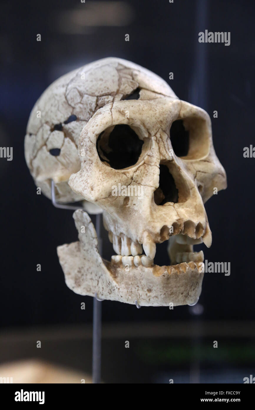 Homo Erectus Georgicus (Dmanisi, Georgien). -1,8 Millionen Jahren. Technologie: Modus 1 (Oldowan). Größe des Gehirns: 600-700 cm3. Stockfoto