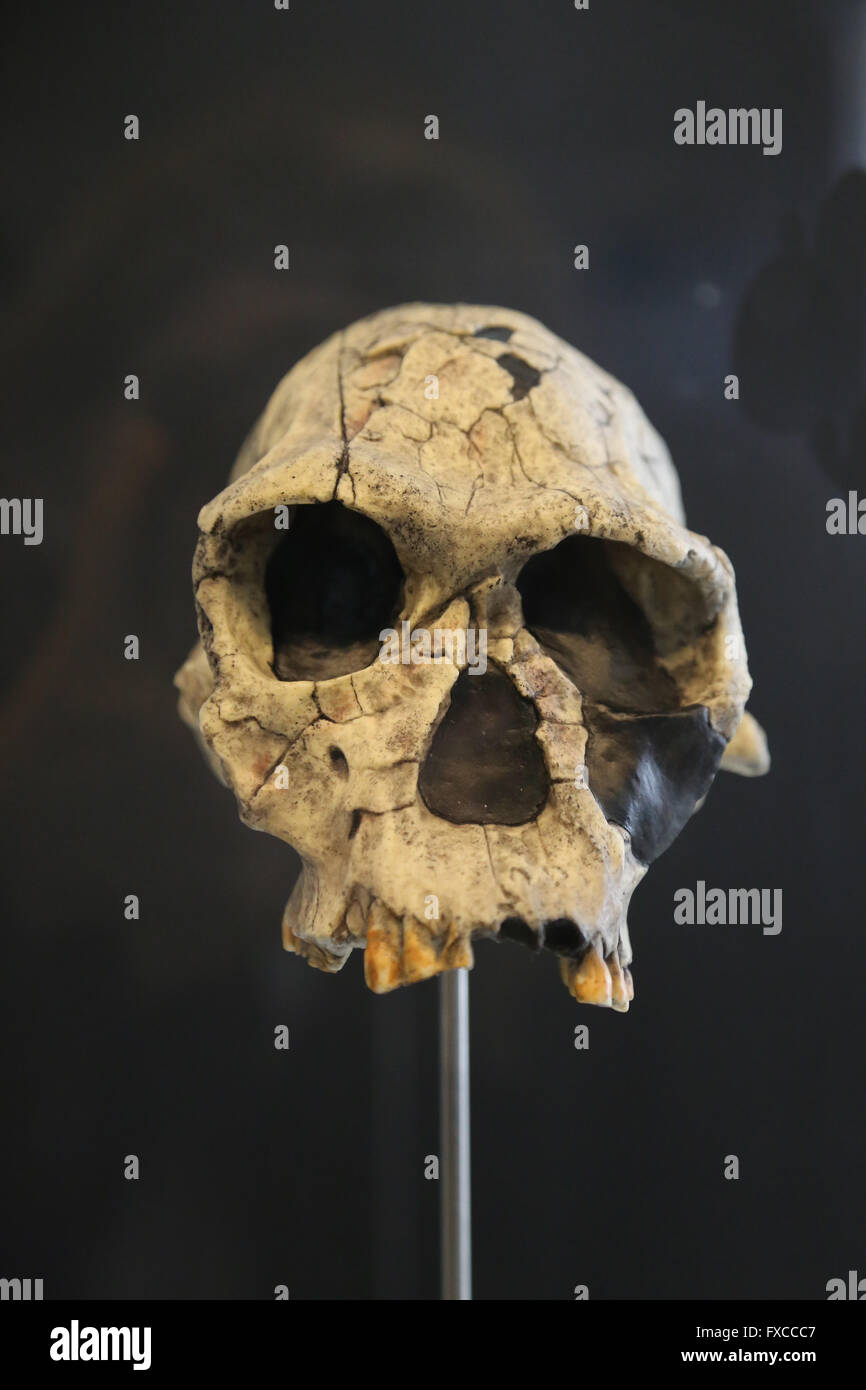 Homo Habilis. Östliches und Südliches Afrika. -2,3-vor 1,6 Millionen Jahren. Mittlere Pleistozän. Technologie: Modus 1 (Oldowan). Stockfoto