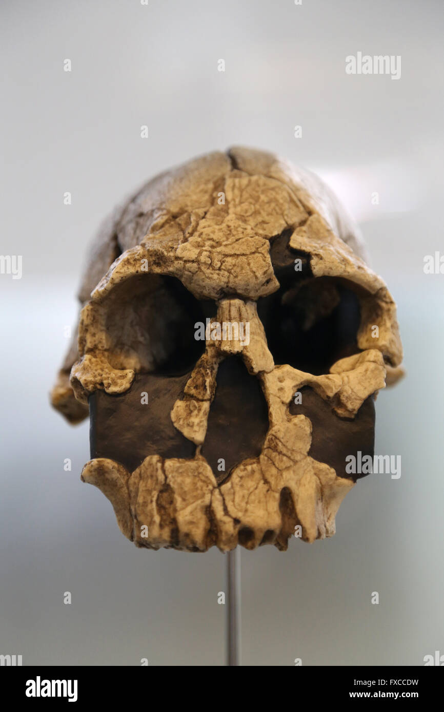 Homo Rudolfensis. Ost-Afrika. -1,9-vor 1,6 Millionen Jahren. Größe des Gehirns: 700 cm3. Oldowan Stockfoto