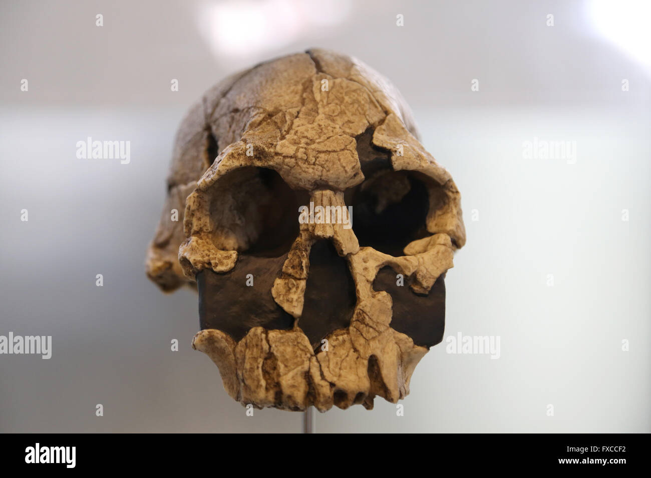 Homo Rudolfensis. Ost-Afrika. -1,9-vor 1,6 Millionen Jahren. Untere Pleistonece. Größe des Gehirns: 700 cm3. Technologie: Modus 1. Stockfoto