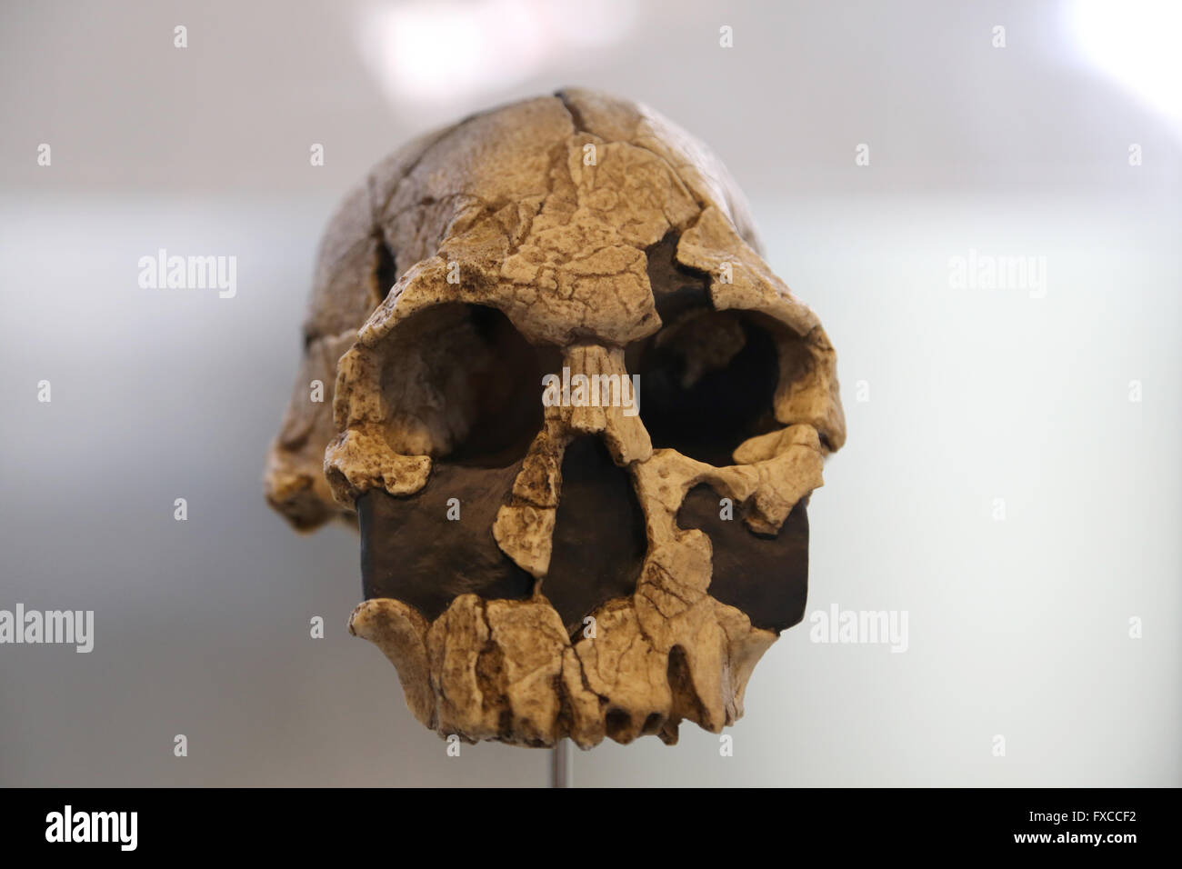 Australopithecus rudolfensis -Fotos und -Bildmaterial in hoher ...