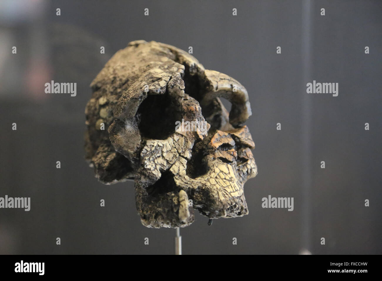 Kenyanthropus Platyops. Kenia. Turkana-See. Afrika. -vor 3,5 Millionen Jahren. Pliozän. Größe des Gehirns: 350 cm3. Stockfoto