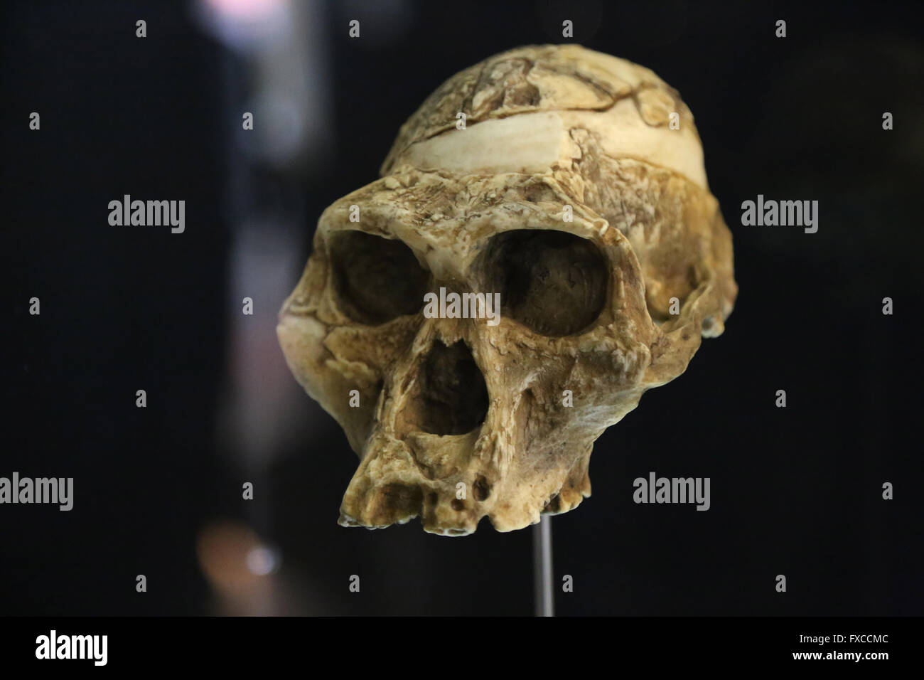 Australopithecus Bahrelghazali, ' Abel'(Kt-12/H1). Tschad. Afrika. 3, 5-3, 2 Millionen Jahren. Pliozän. Stockfoto