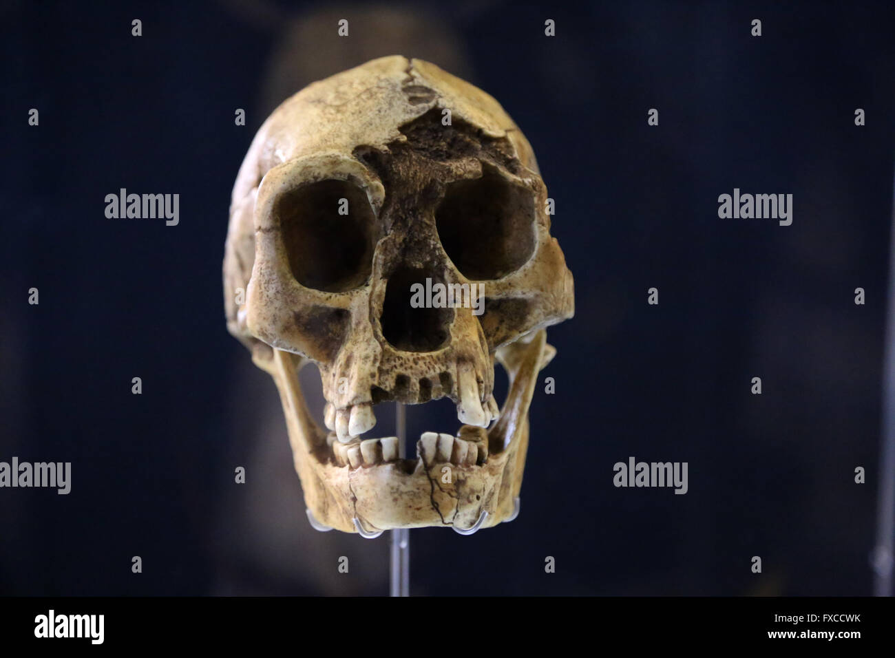 Homo Floresiensis "Flores Mann" oder "Hobbit". Insel Flores, Indonesien. -18.000. Pleistozän Gehirngröße:-400 cm3. Technologie: Stockfoto