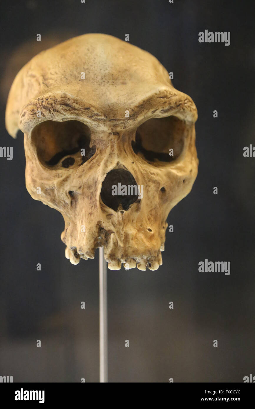 Homo Rhodesiensis. Afrika. -600.000-200.000 Jahren. Mittlere Pleistozän. Größe des Gehirns:-400 cm 3. Technologie: Mode 2 (Acheuléen). Stockfoto