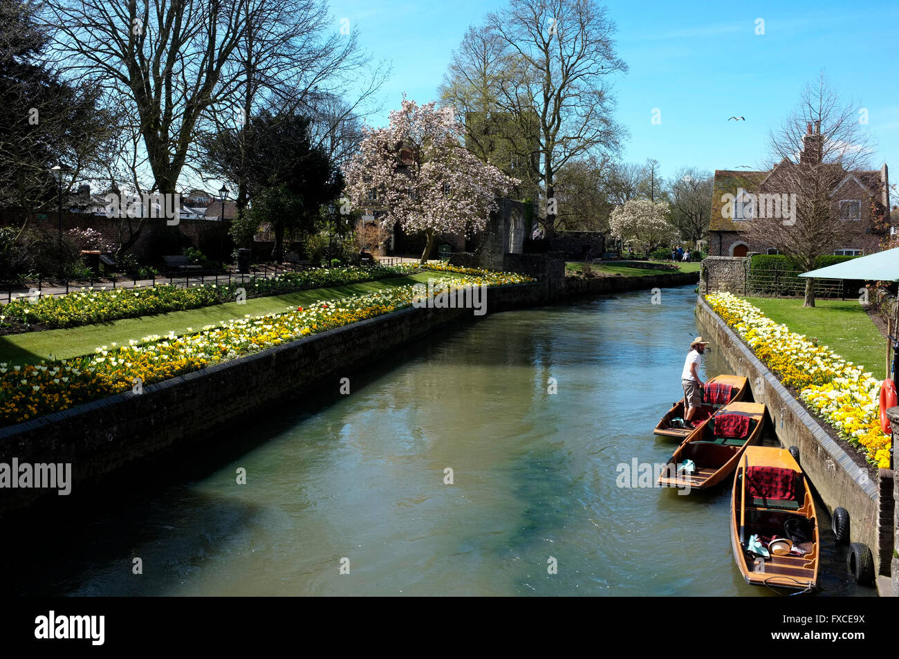 Westgate Bereich Stechkahn fahren in der Stadt von Canterbury auf großen Stour Fluß im Osten Kent uk April 2016 Stockfoto