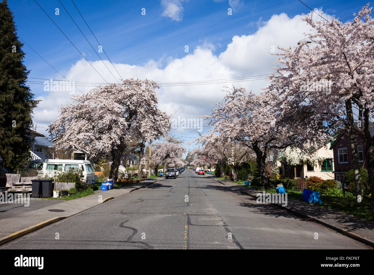 Kirschblüten am Stadtstraße. Victoria, BC. Kanada Stockfoto