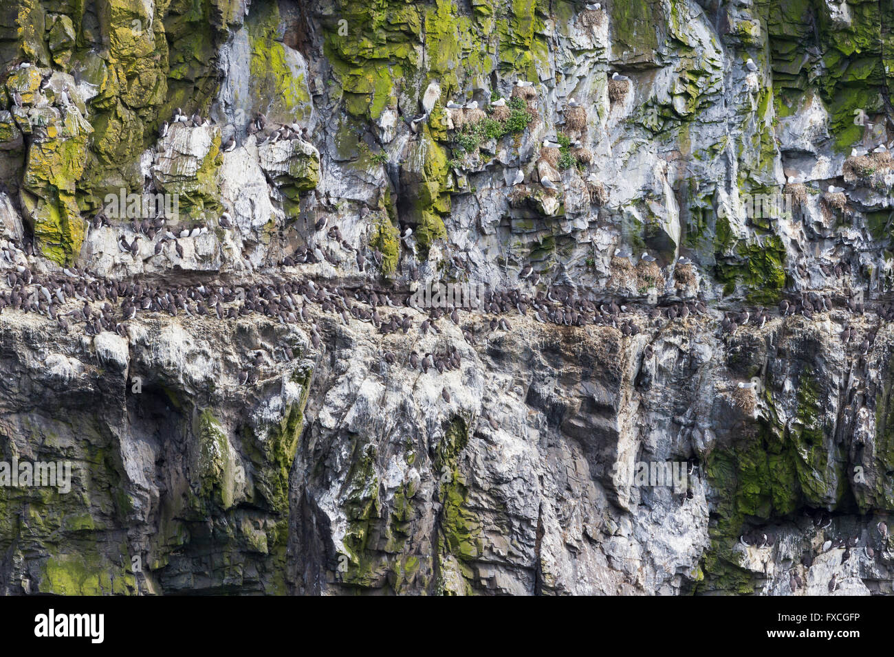 Gemeinsamen Guillemot Uria Aalge, Kolonie auf Felsvorsprung, Skomer, Pembrokeshire, UK im Juni. Stockfoto