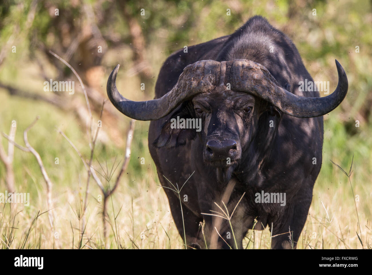 Kaffernbüffel stehen im Schatten im Tarangire National Park Stockfoto