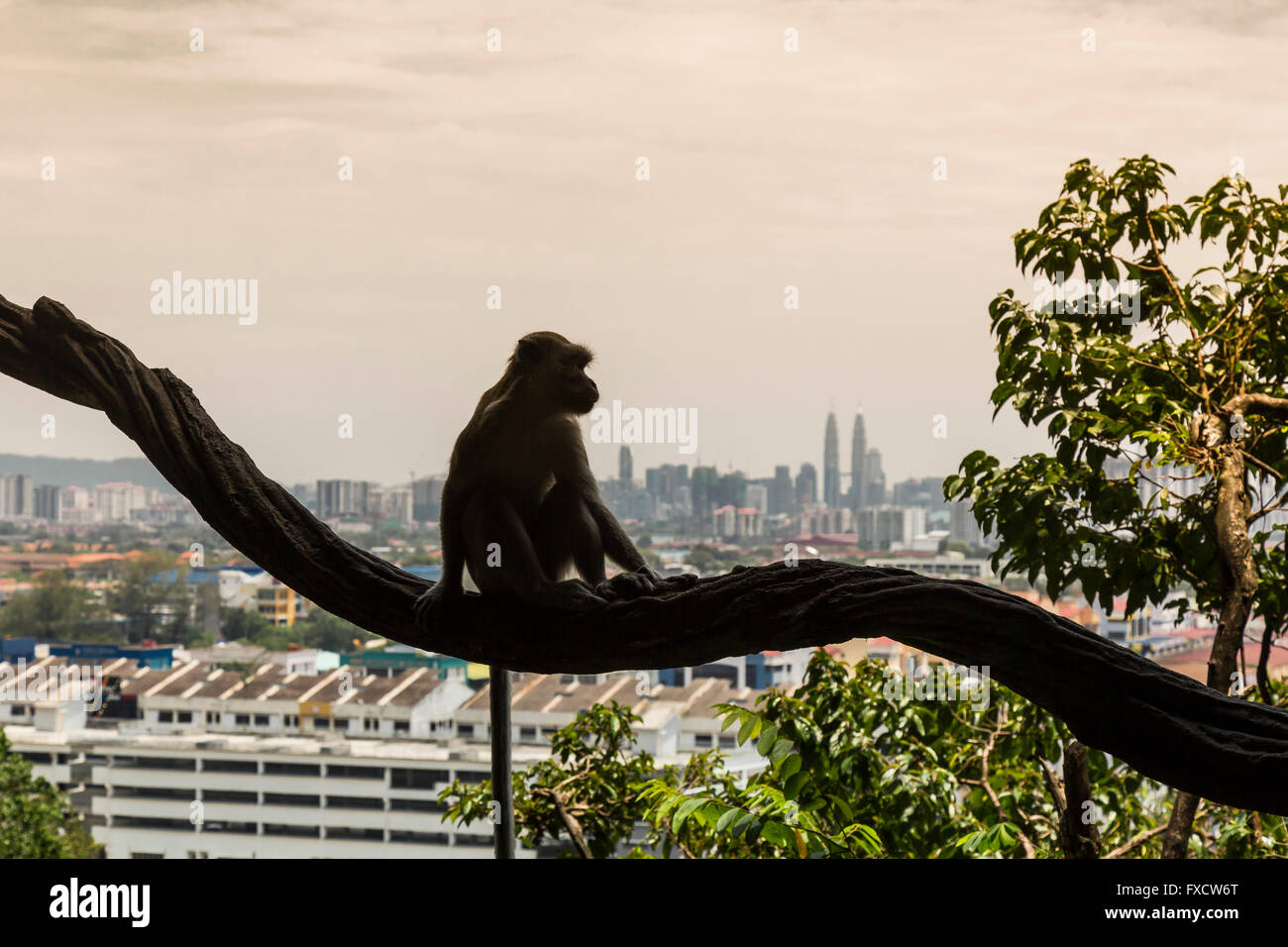 Affen sitzen auf einem Ast, Blick auf die Stadt von Kuala Lumpur, Malaysia. Stockfoto