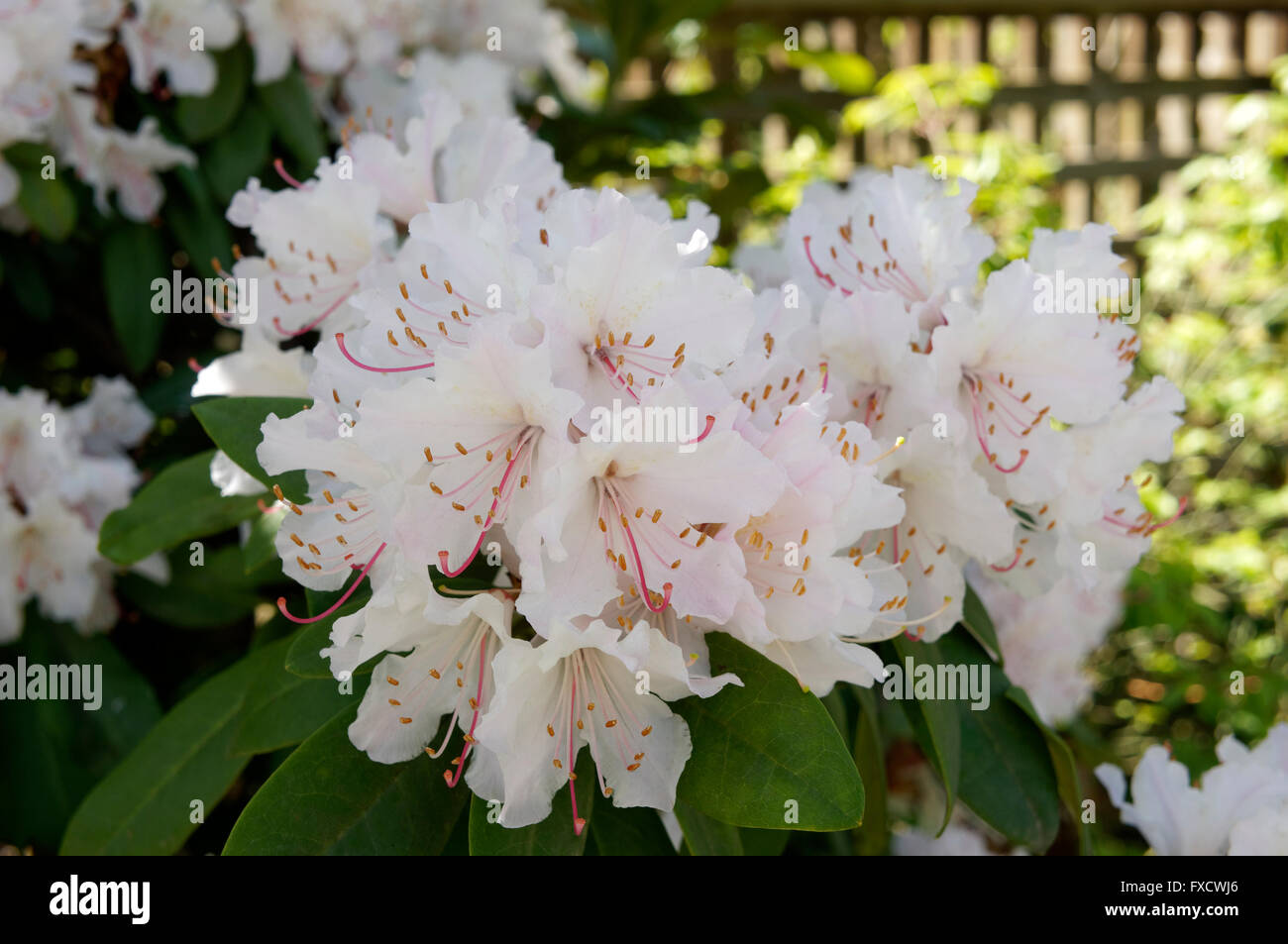 Nahaufnahme von rosa und weißen Rhododendron Blüten blüht im Frühjahr Stockfoto