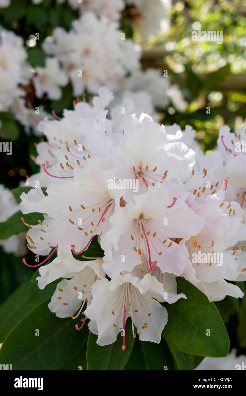 Nahaufnahme von rosa und weißen Rhododendron Blüten blüht im Frühjahr Stockfoto