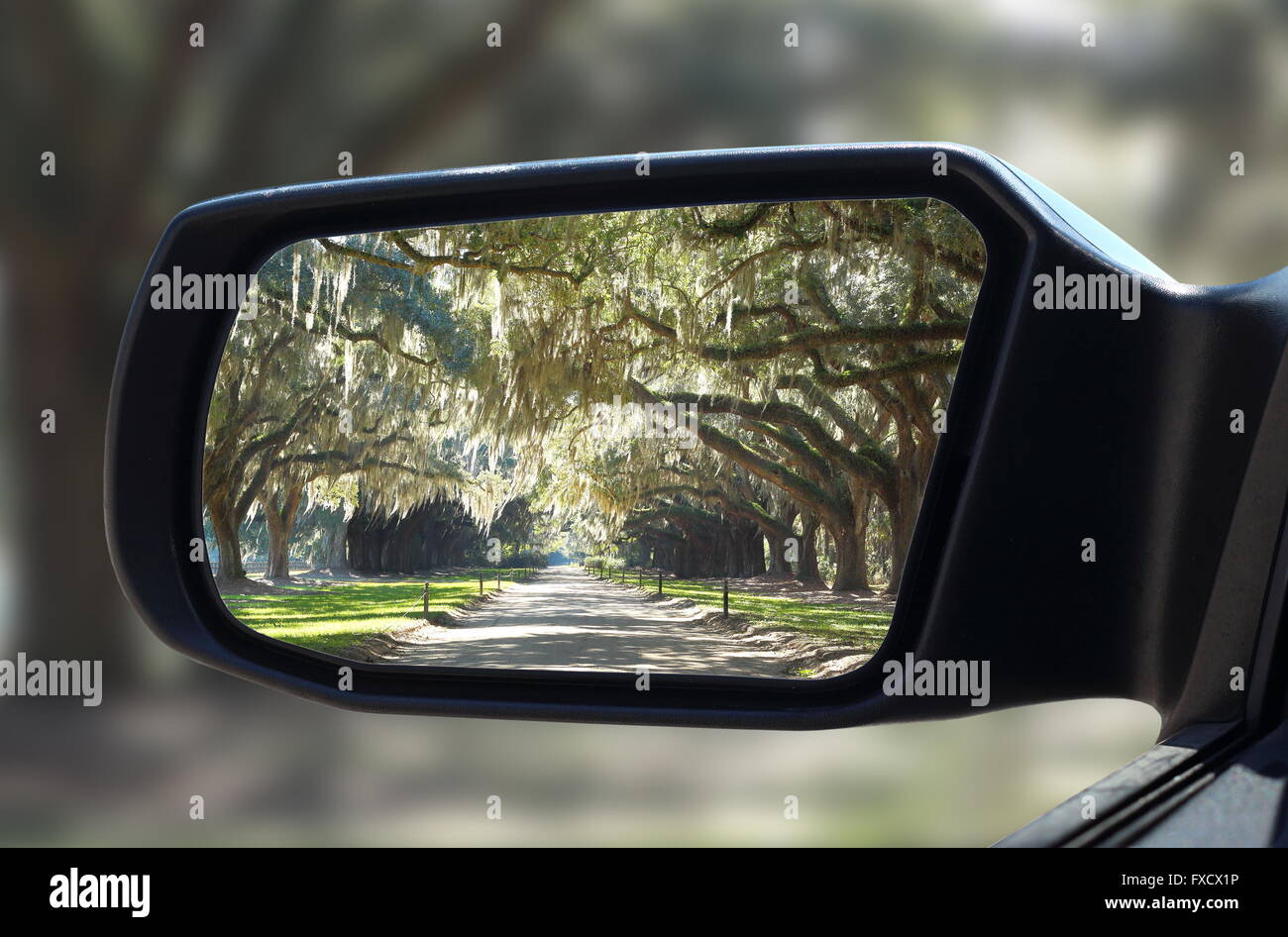 Auto Rückspiegel im Wald leben grünen Eichen, die nach unten hängen, einzigartige Muster. Feldweg im Vorfeld eine Plantage-Haus Stockfoto