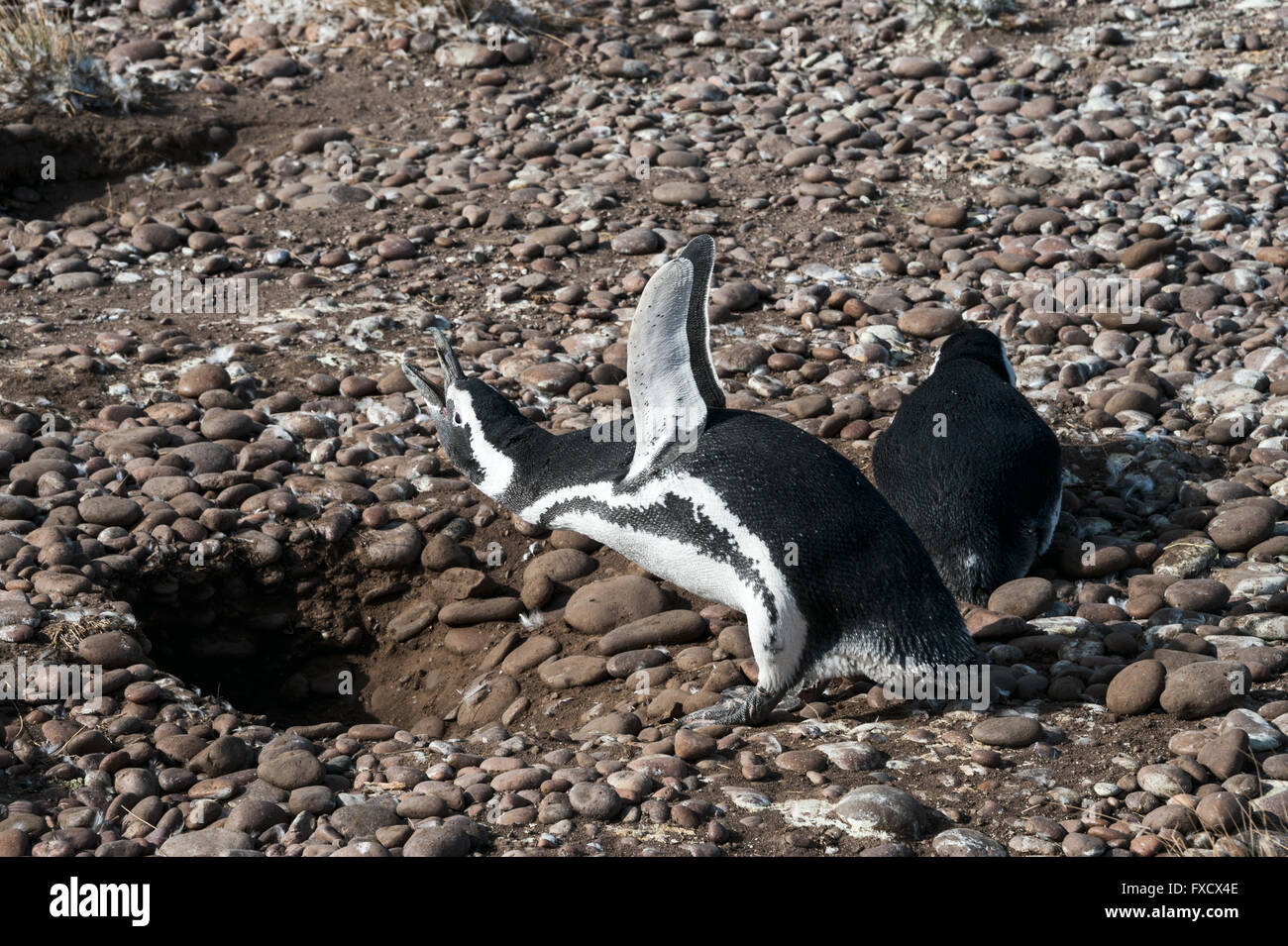 Magellan-Pinguine bei Natural Naturschutzgebiet Punta Tombo, Chubut, Patagonien, Argentinien Stockfoto