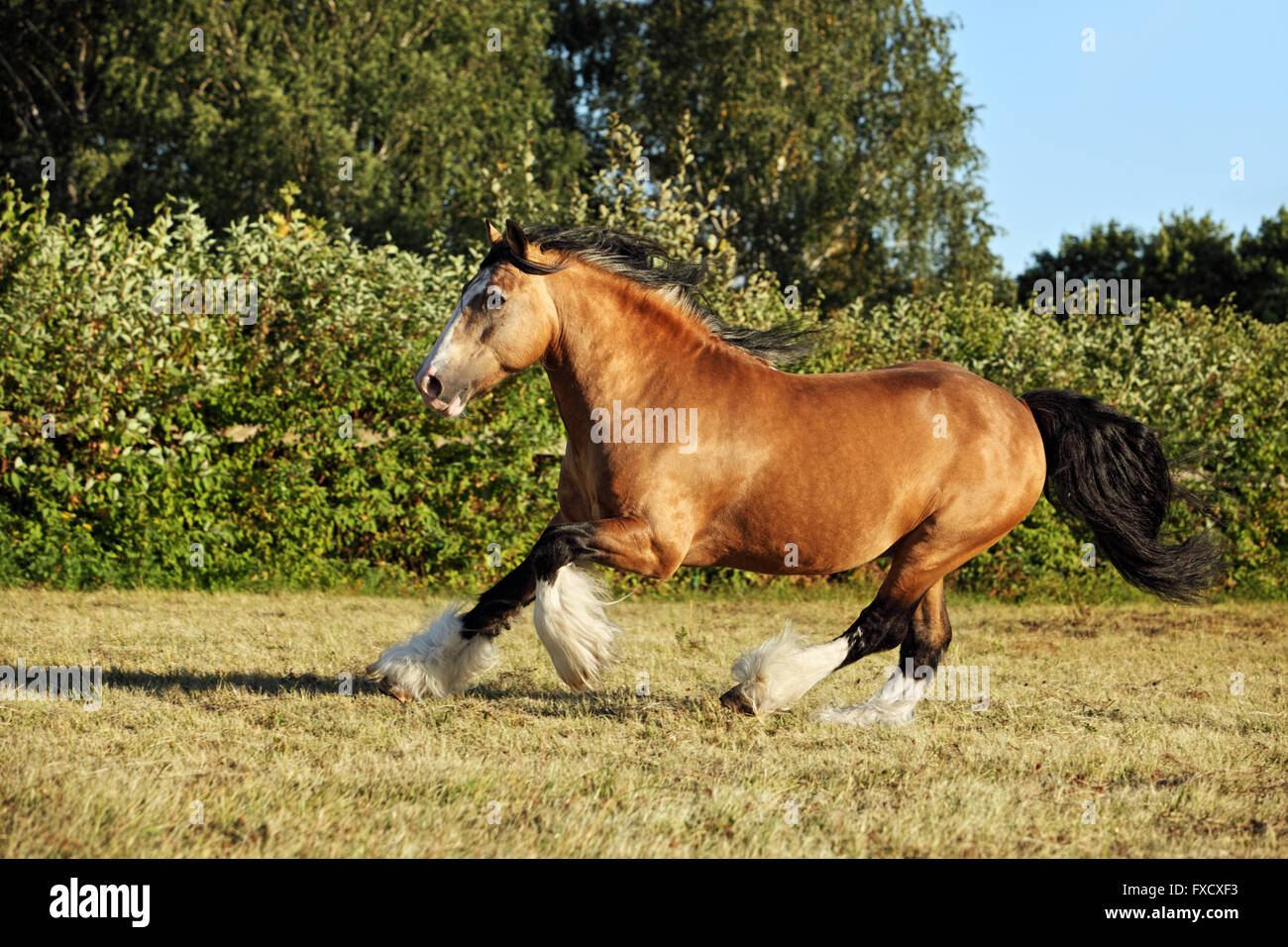 Gypsy Vanner Horse Hengst im Gestüt Stockfoto