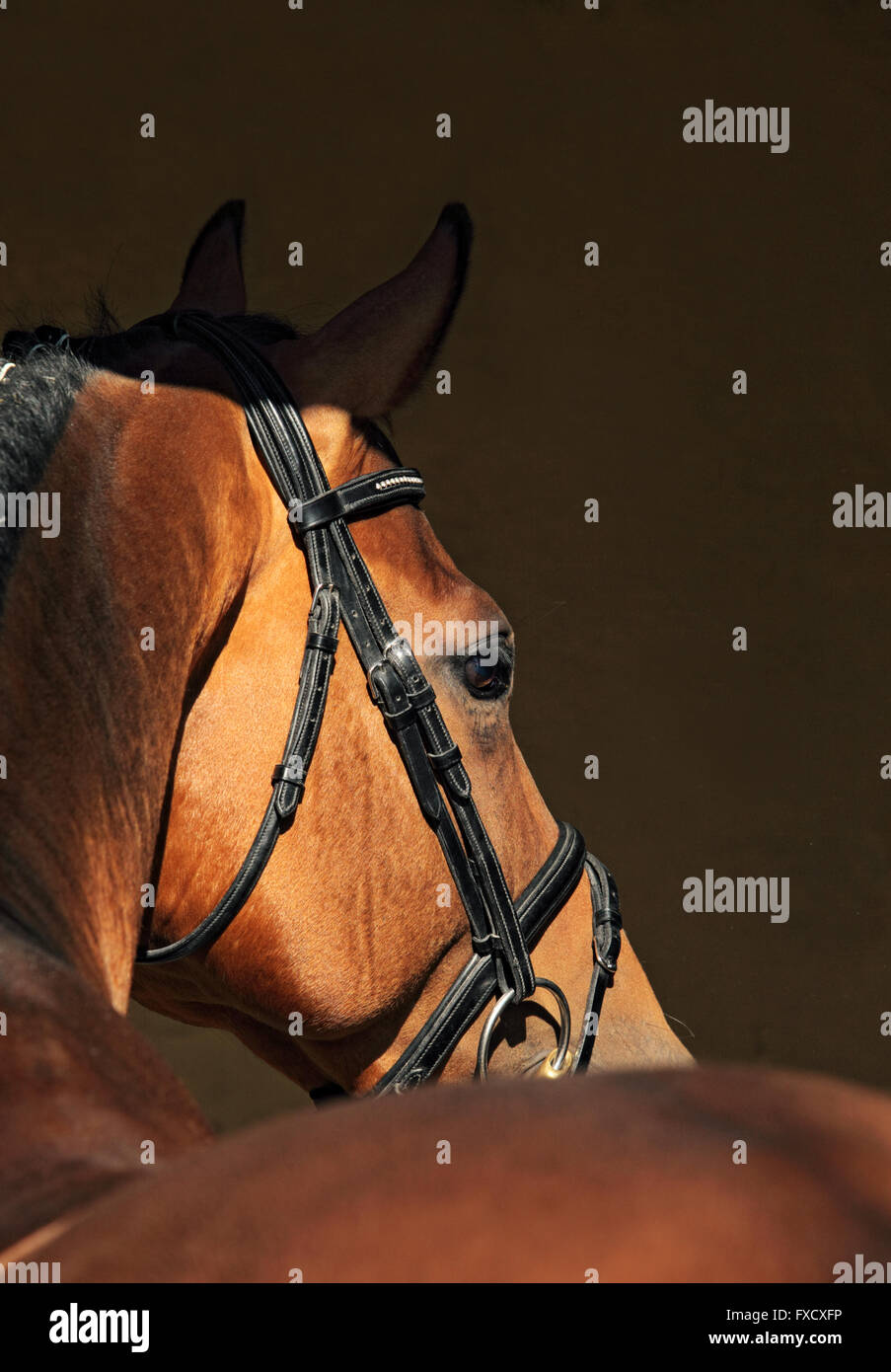 Schöne reinrassige Dressur Pferd Porträt im dunklen Stall Stockfoto