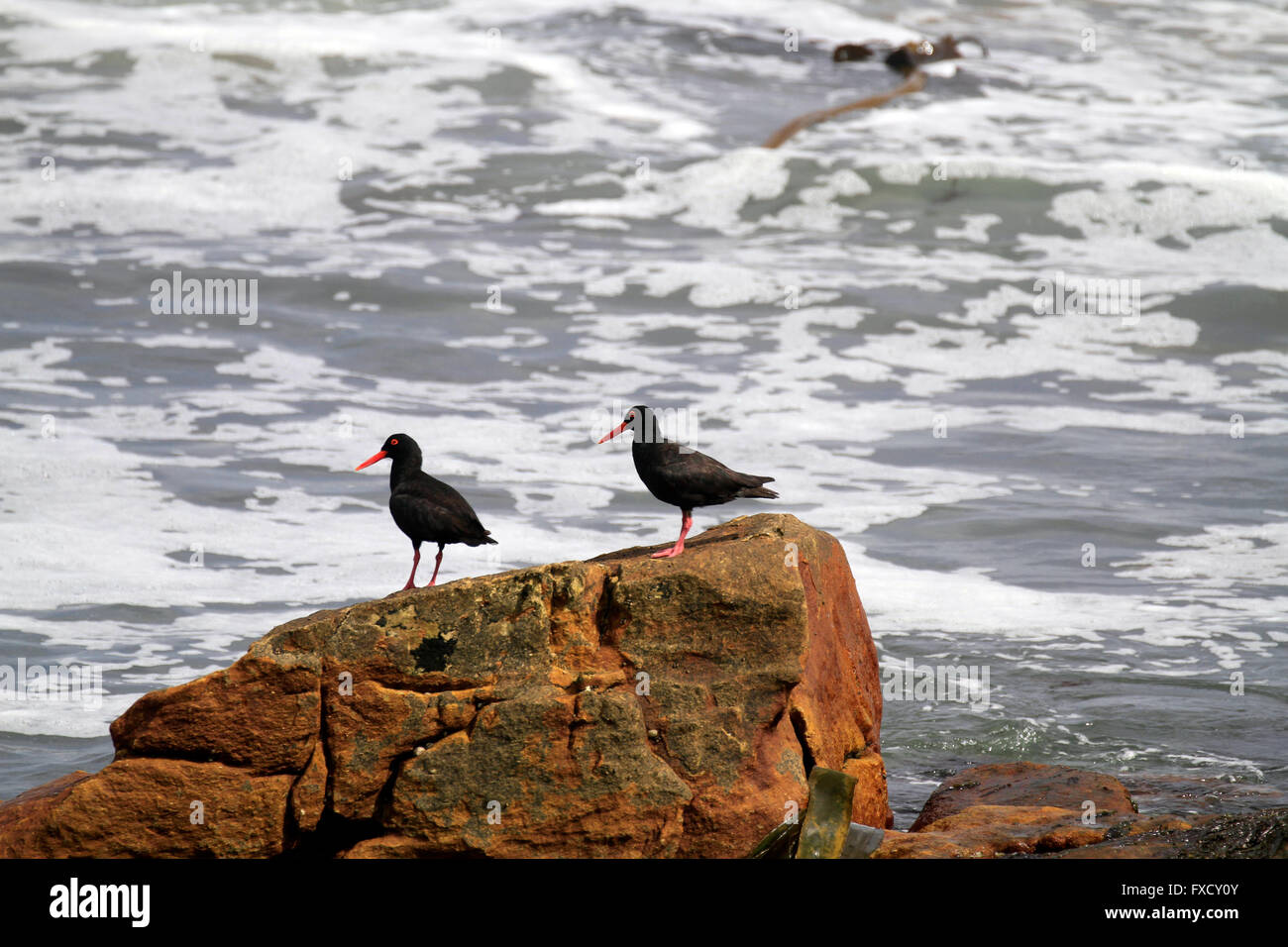 In der Nähe von Cape Town, South Africa, afrikanischen Austernfischer oder afrikanische schwarze Austernfischer (Haematopus Moquini) Vögel in Kommetjie. Stockfoto
