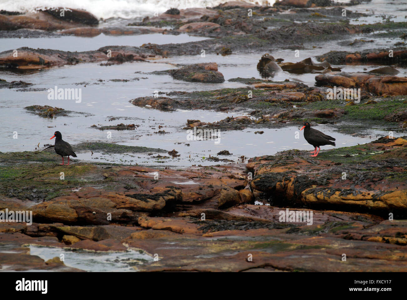 In der Nähe von Cape Town, South Africa, afrikanischen Austernfischer oder afrikanische schwarze Austernfischer (Haematopus Moquini) Vögel in Kommetjie. Stockfoto