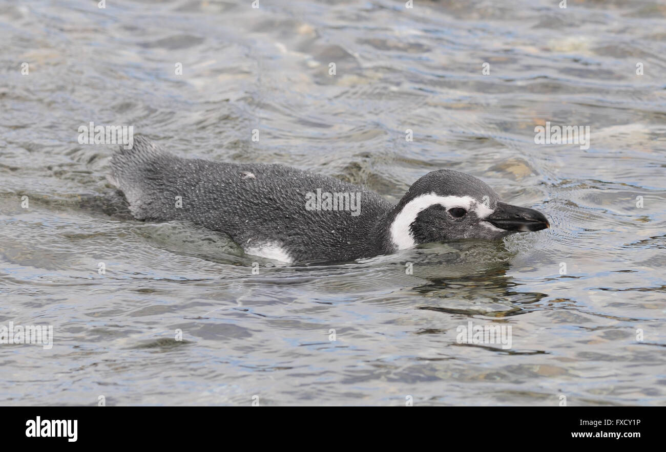 Einem Magellan-Pinguin (Spheniscus Magellanicus) schwimmt in der Nähe der Brutkolonie auf Isla Martillo im Beagle-Kanal Stockfoto