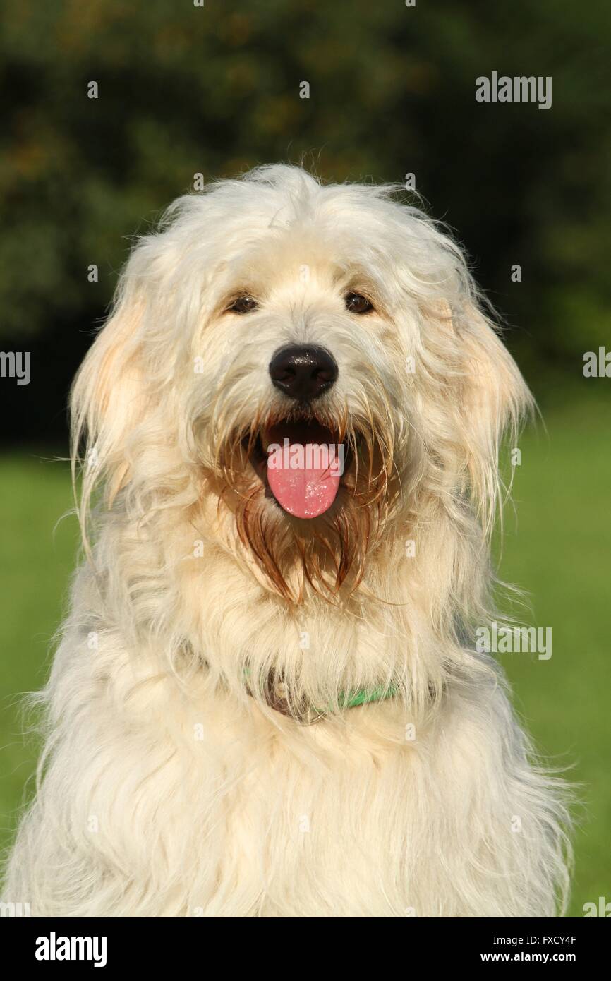 Goldendoodle Portrait Stockfoto