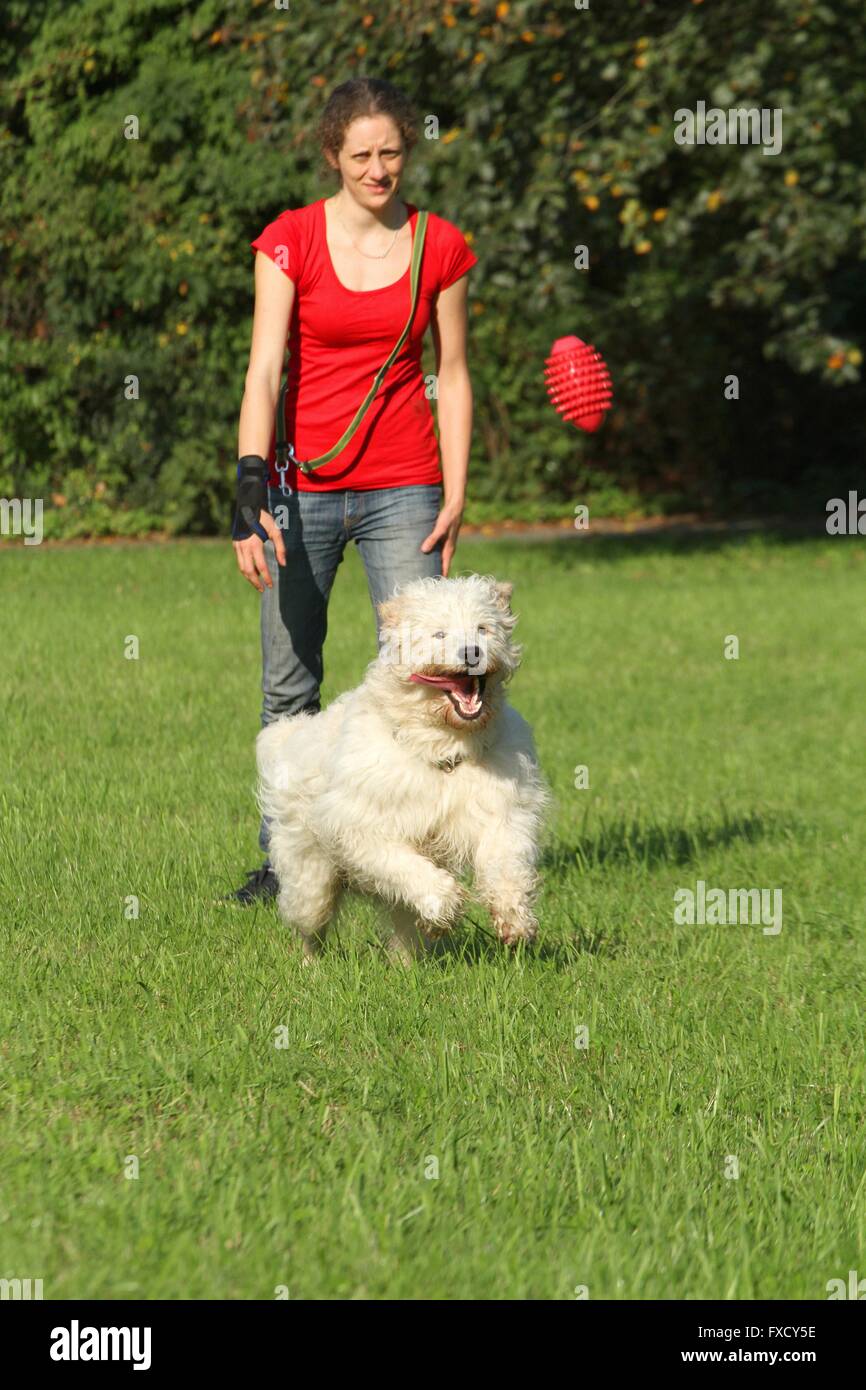 Goldendoodle spielen Stockfoto