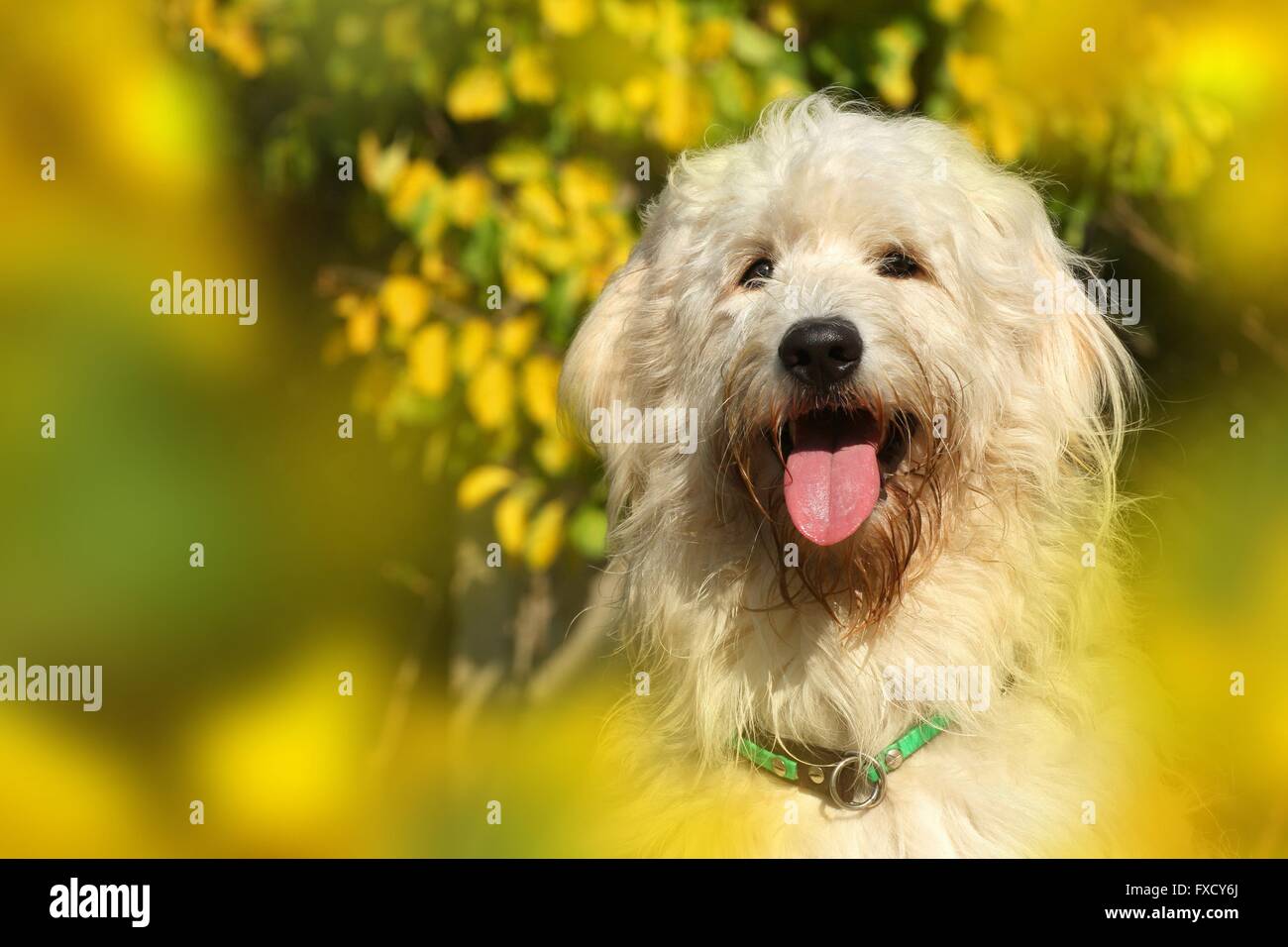 Goldendoodle Portrait Stockfoto
