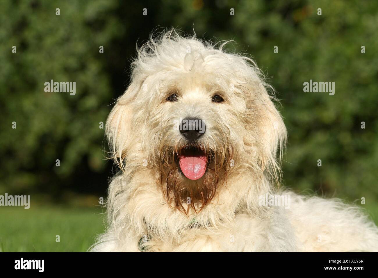 Goldendoodle Portrait Stockfoto