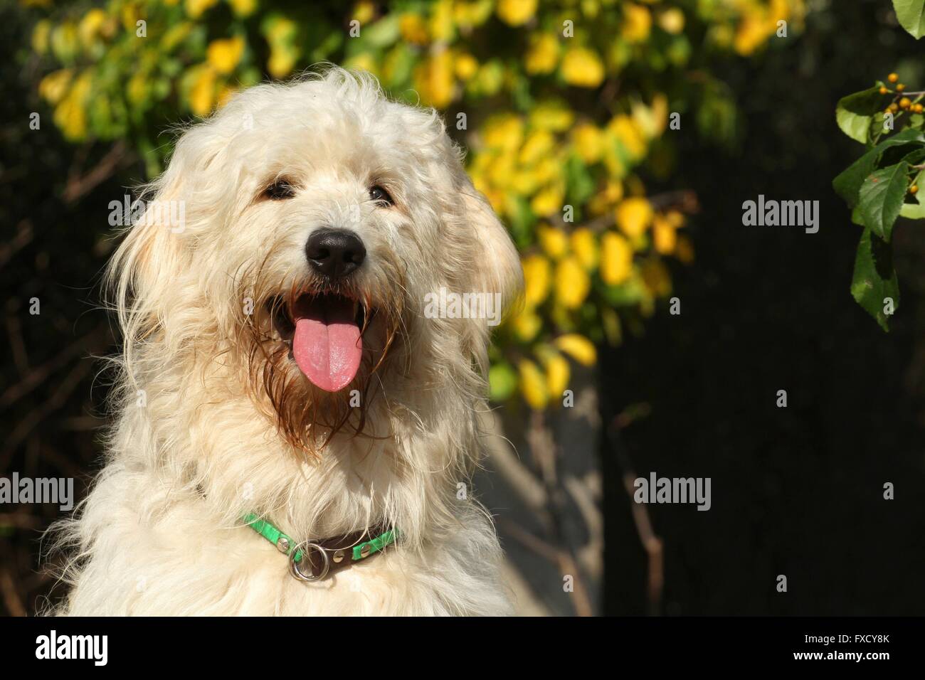 Goldendoodle Portrait Stockfoto