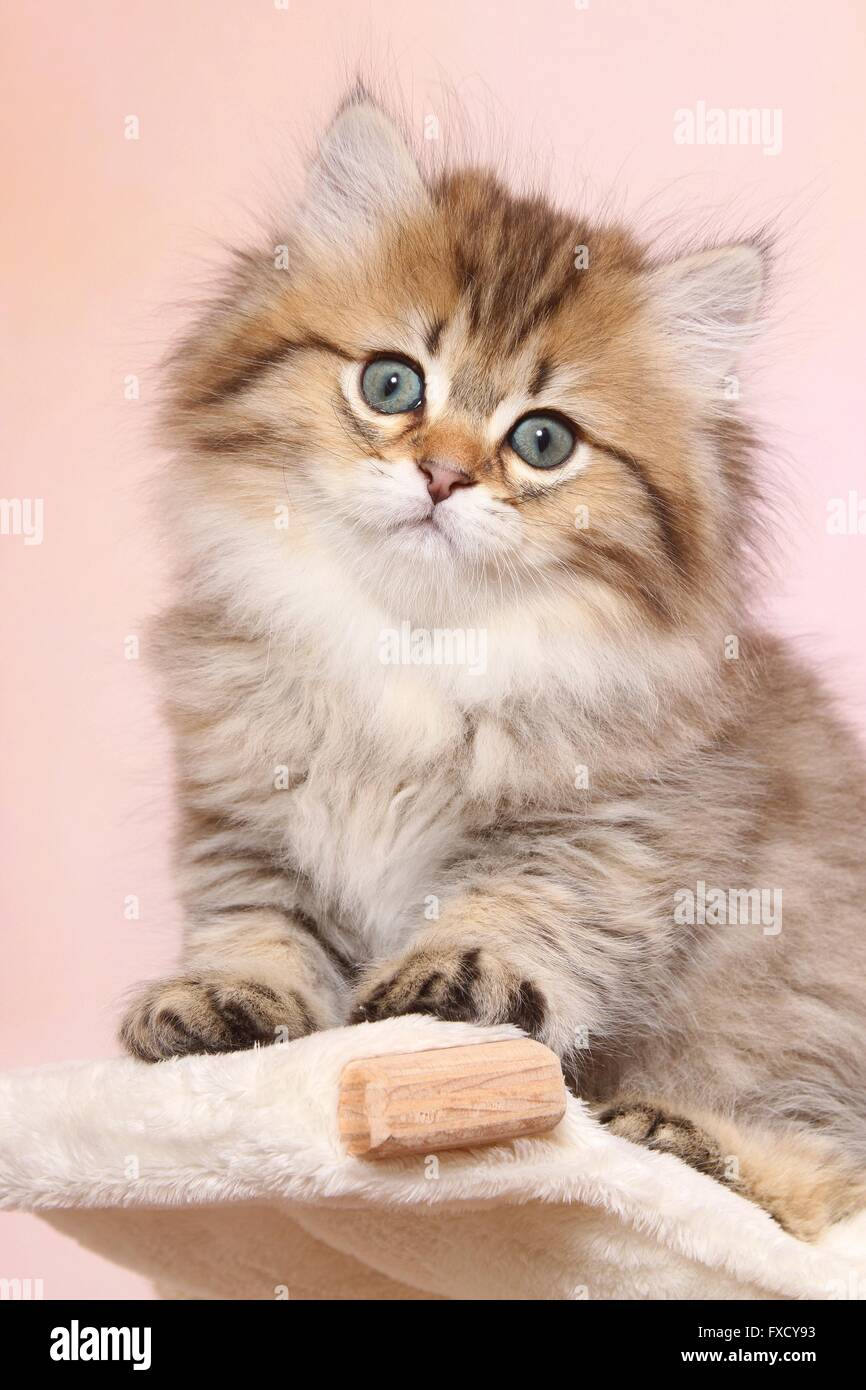 Highlander Kitten sitzen Stockfoto