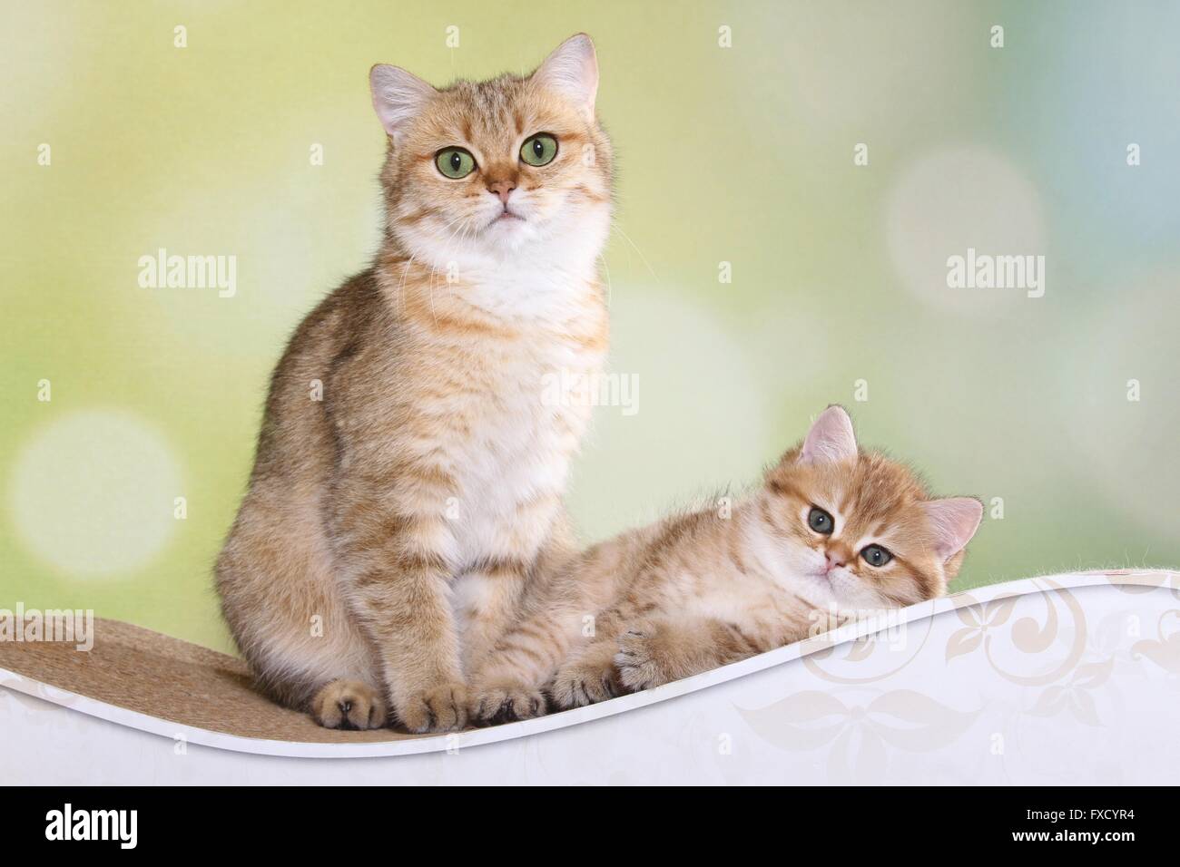 Britisch Kurzhaar Katze Mit Kätzchen Stockfoto Bild