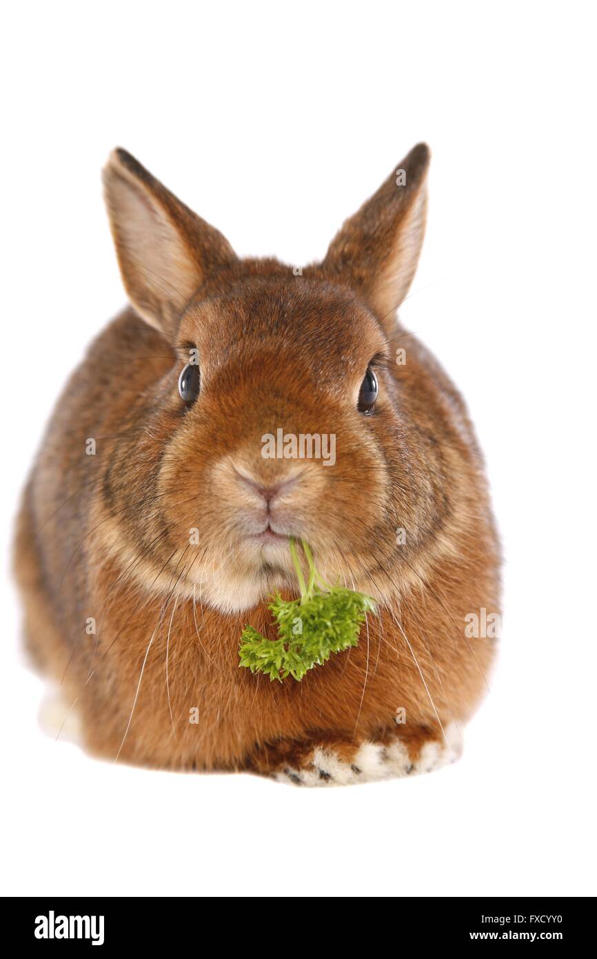 Zwerg Kaninchen Stockfoto