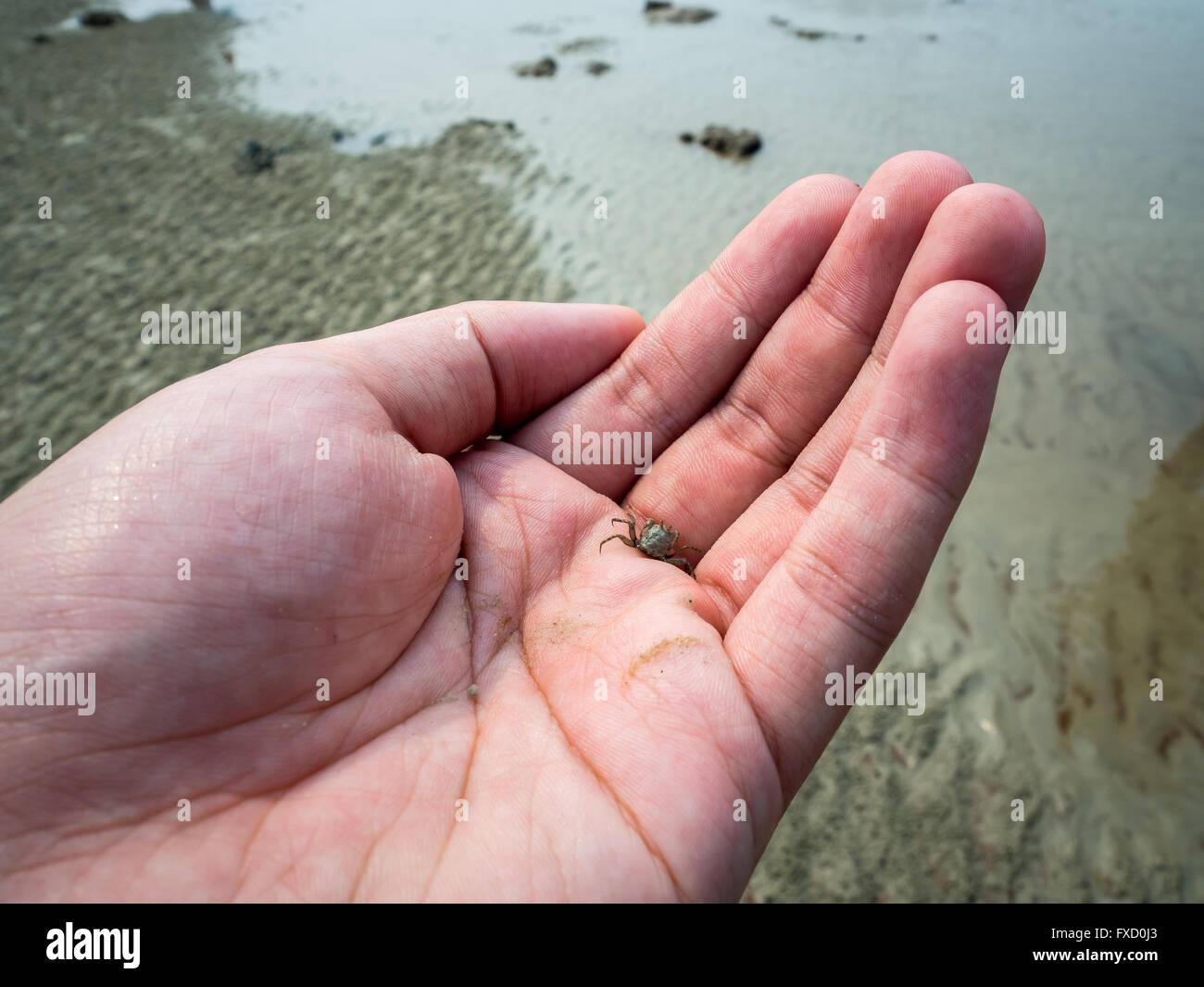 Eine kleine Krabbe festhalten. Stockfoto