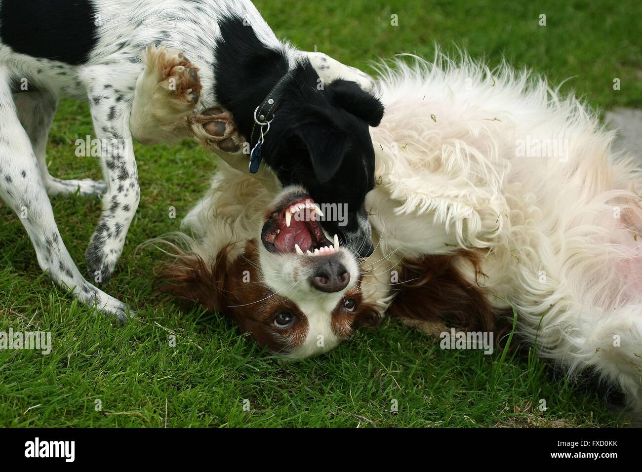 2 Hunde Stockfoto