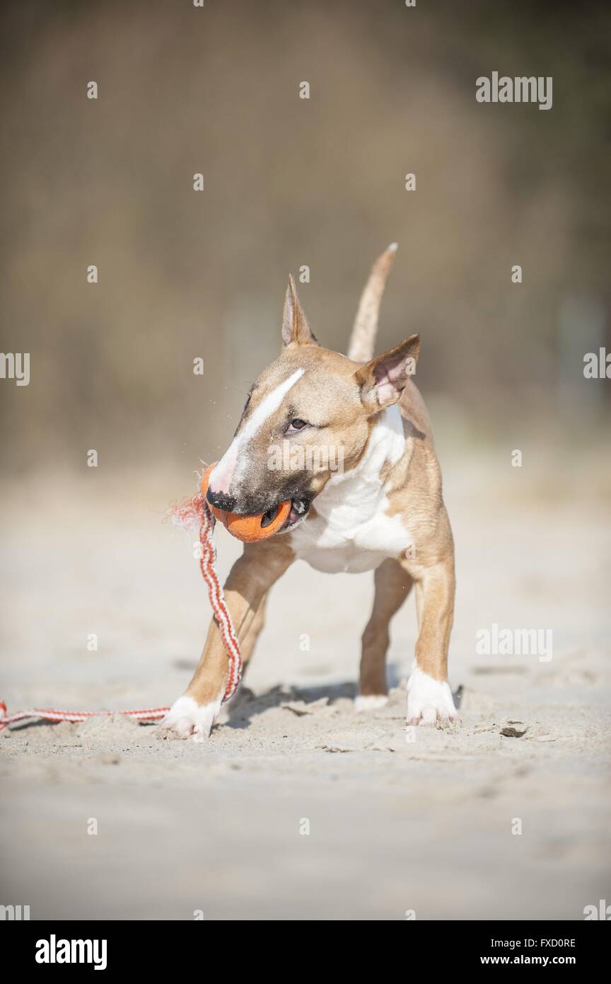 Miniatur Bullterrier mit Ball Stockfoto