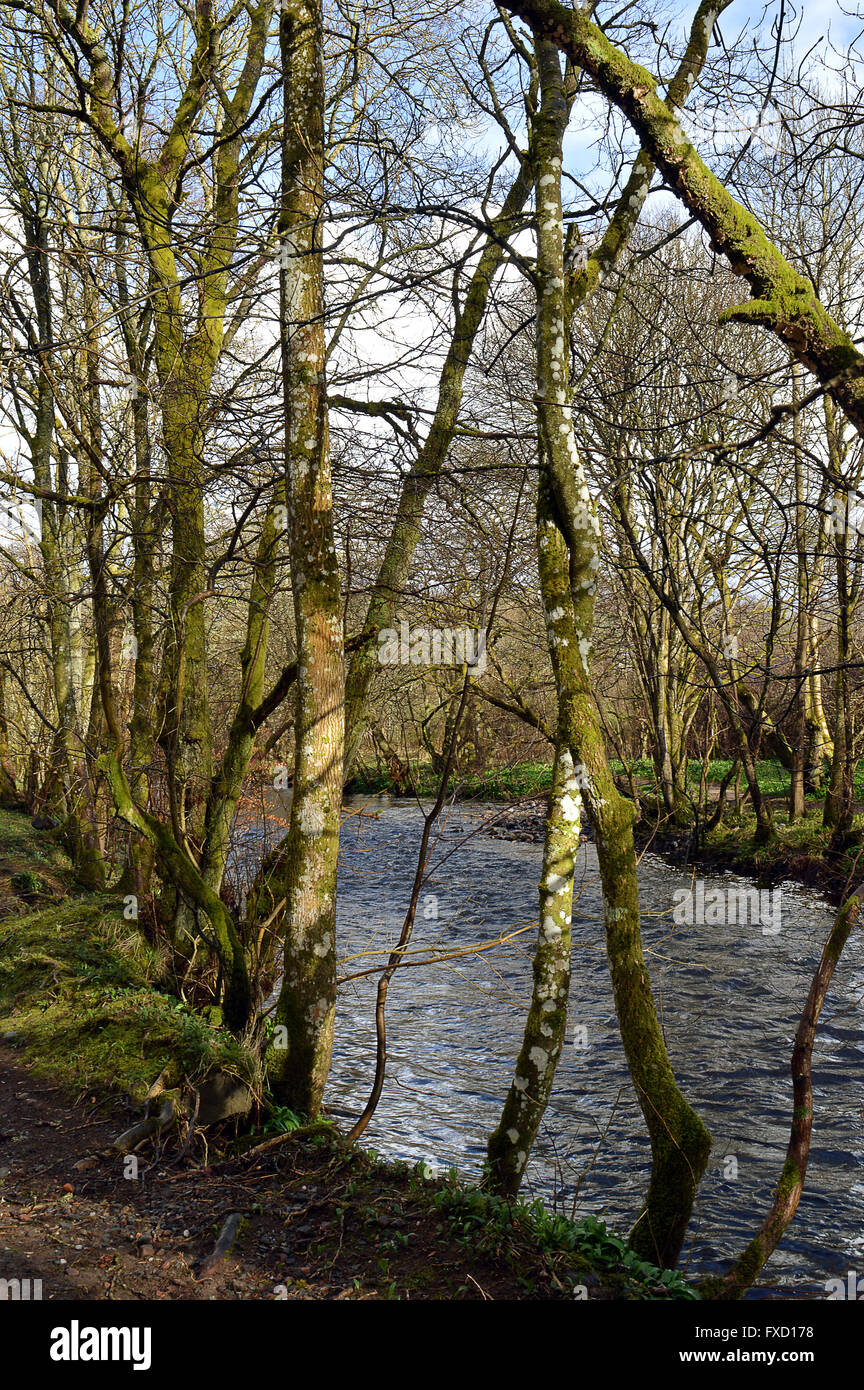 Lady Mary Spaziergang: Silber Birken auf einem Waldspaziergang entlang den Ufern des Flusses zu verdienen, Crieff, Perthshire, Schottland Stockfoto