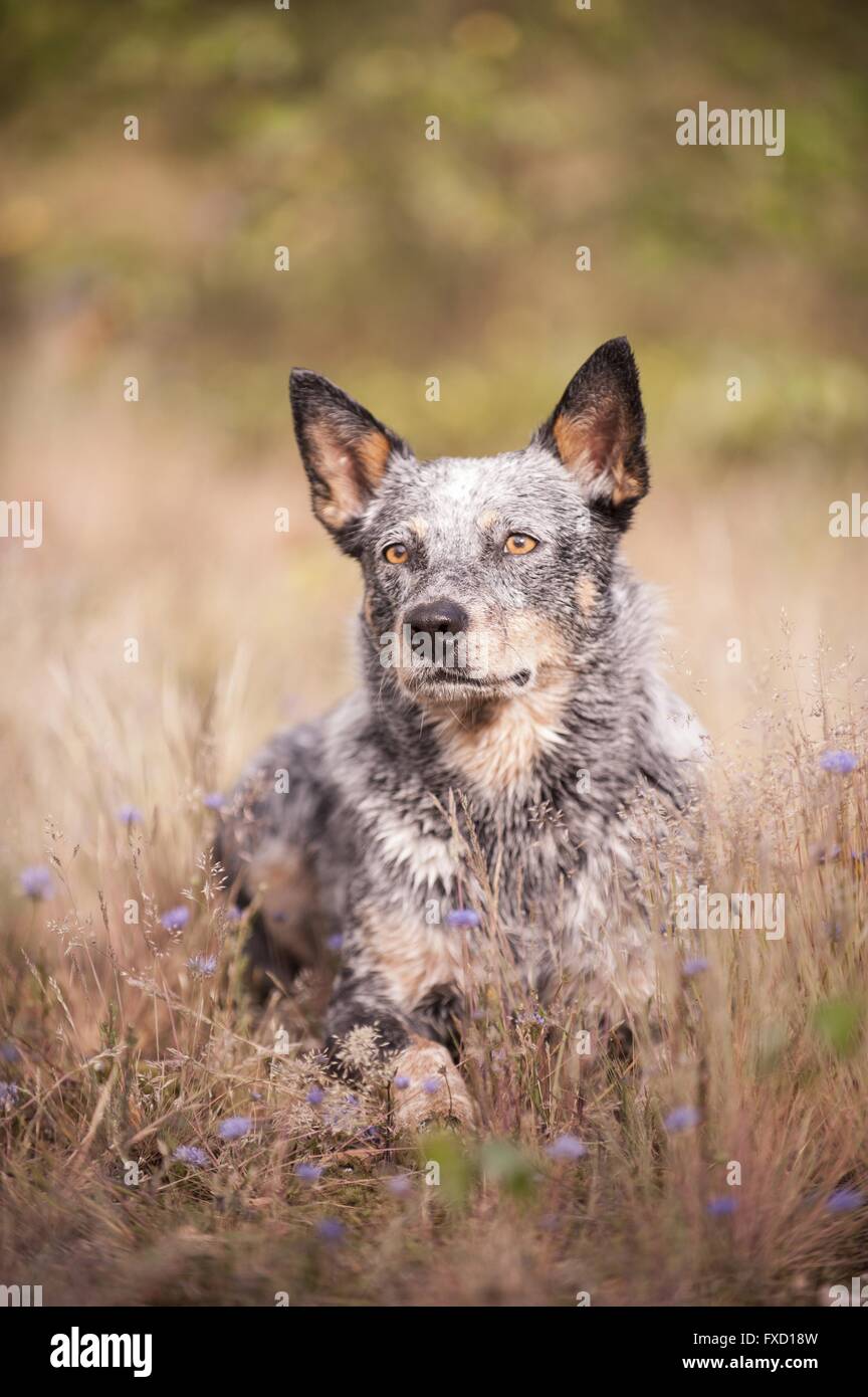 Australian Cattle Dog liegend Stockfoto