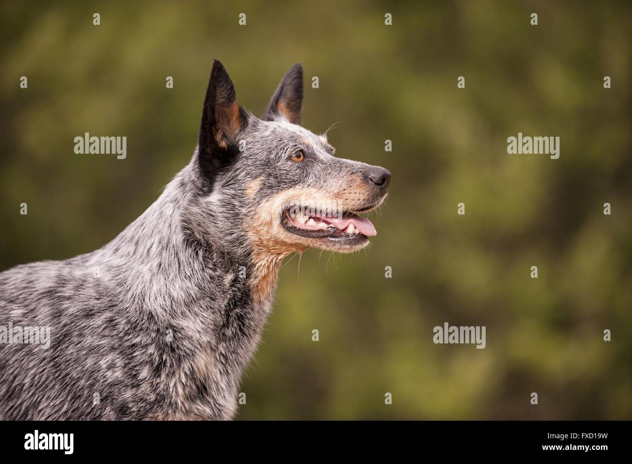 Australian Cattle Dog Portrait Stockfoto