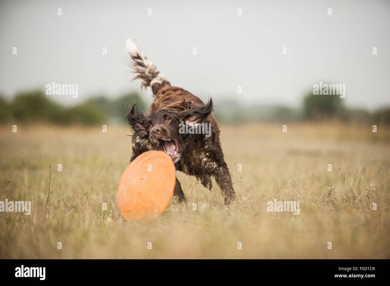 spielen kleine Munsterlander Stockfoto