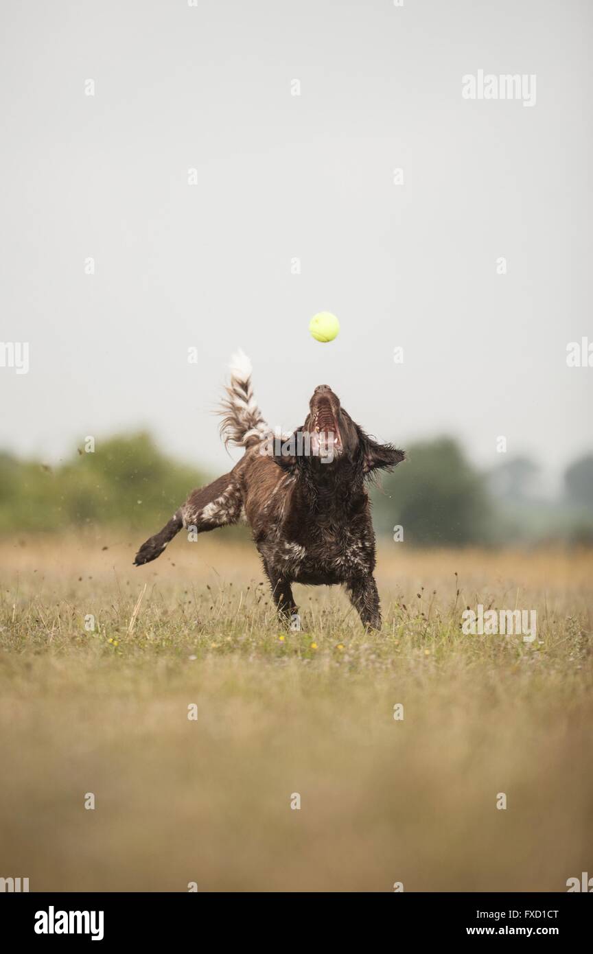 spielen kleine Munsterlander Stockfoto