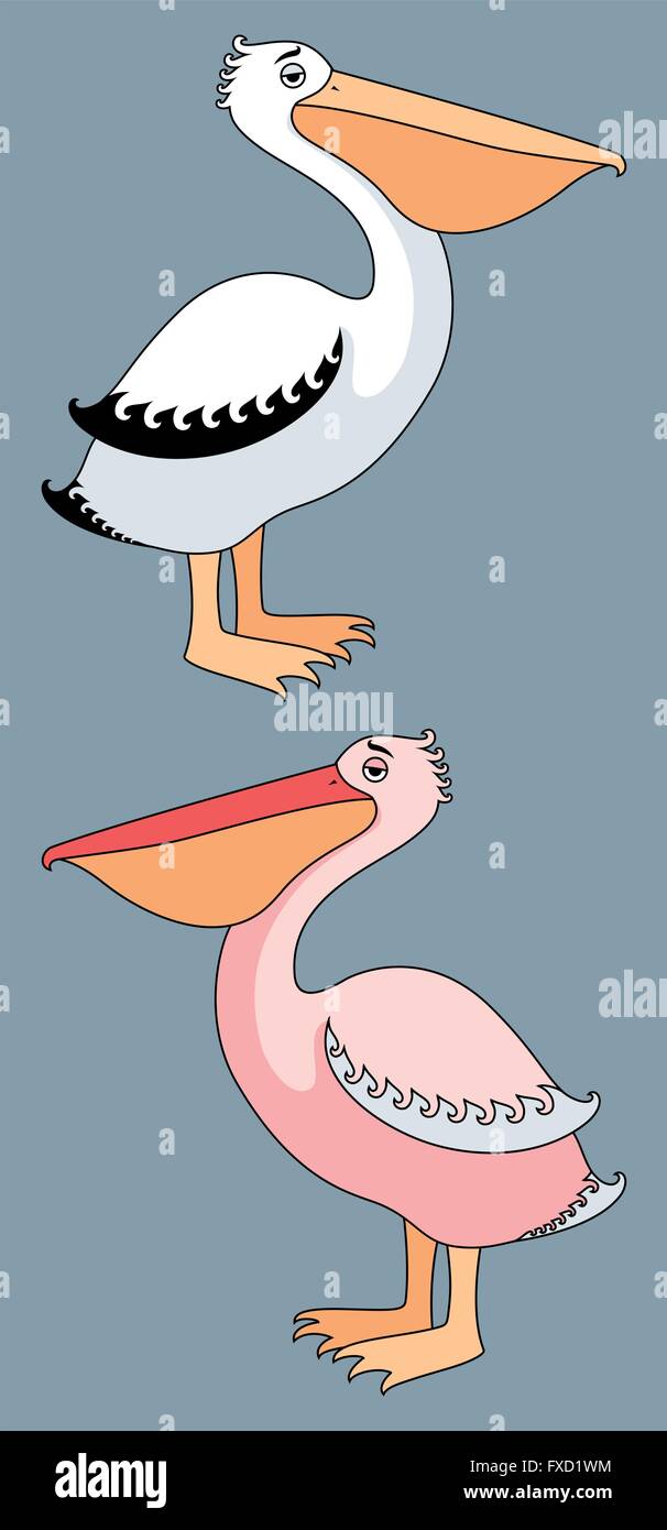Zwei Rassen der Pelikane – weiß und rosa. Stock Vektor