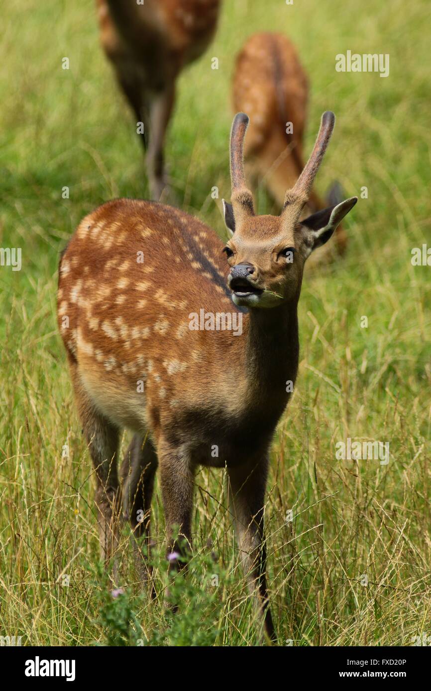 Sika-Hirsch Stockfoto