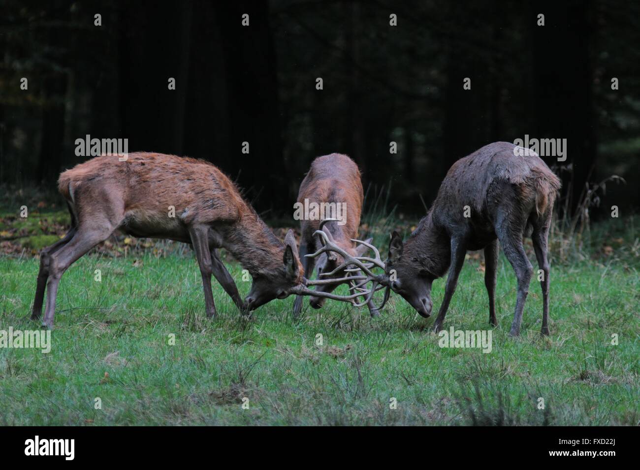 Red deer Stockfoto