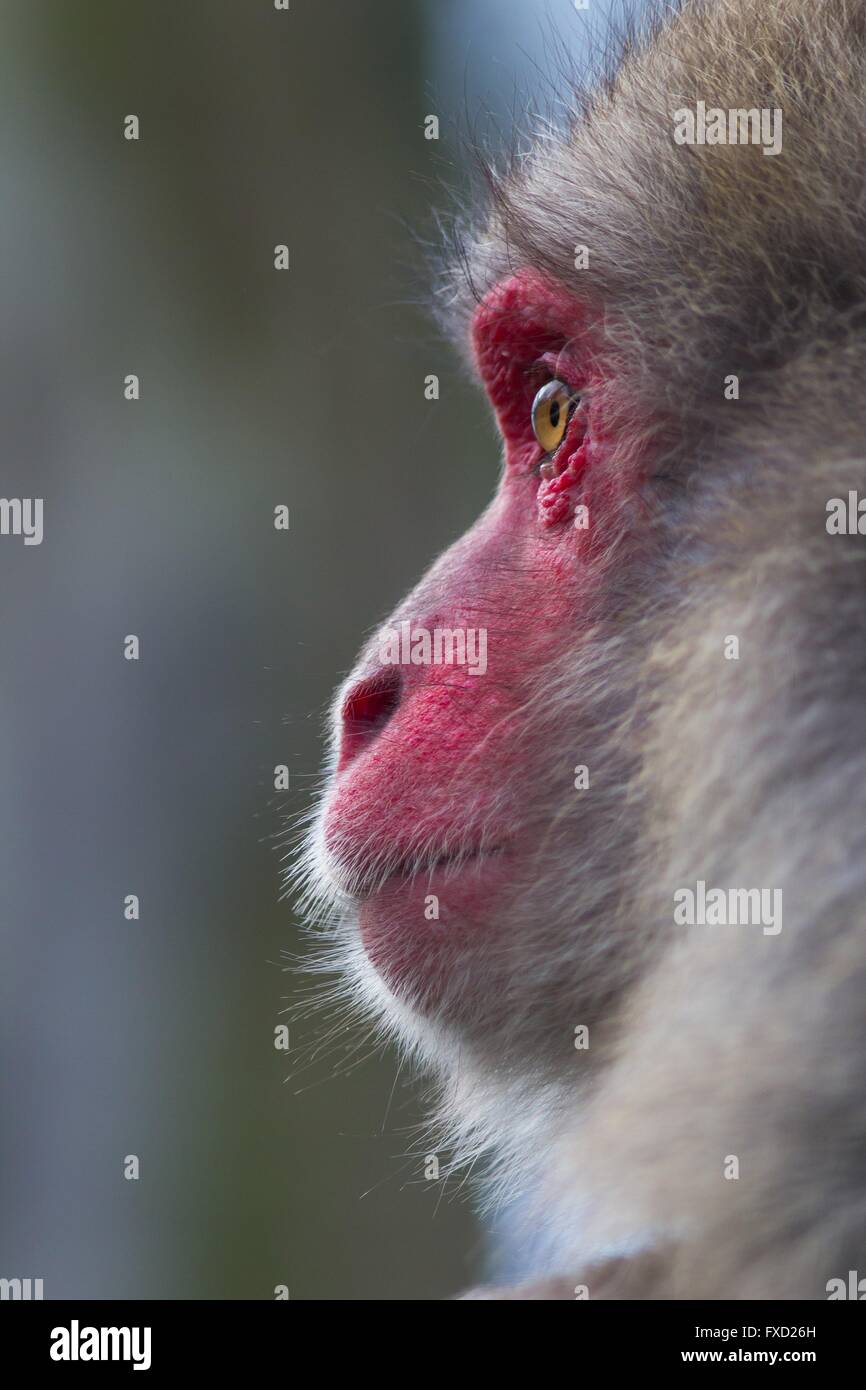 Japanischen Makaken Stockfoto