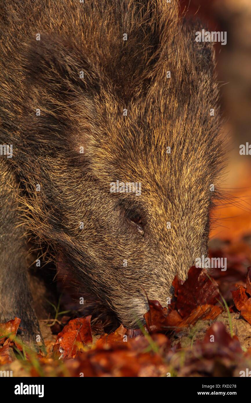 Wildschwein Stockfoto