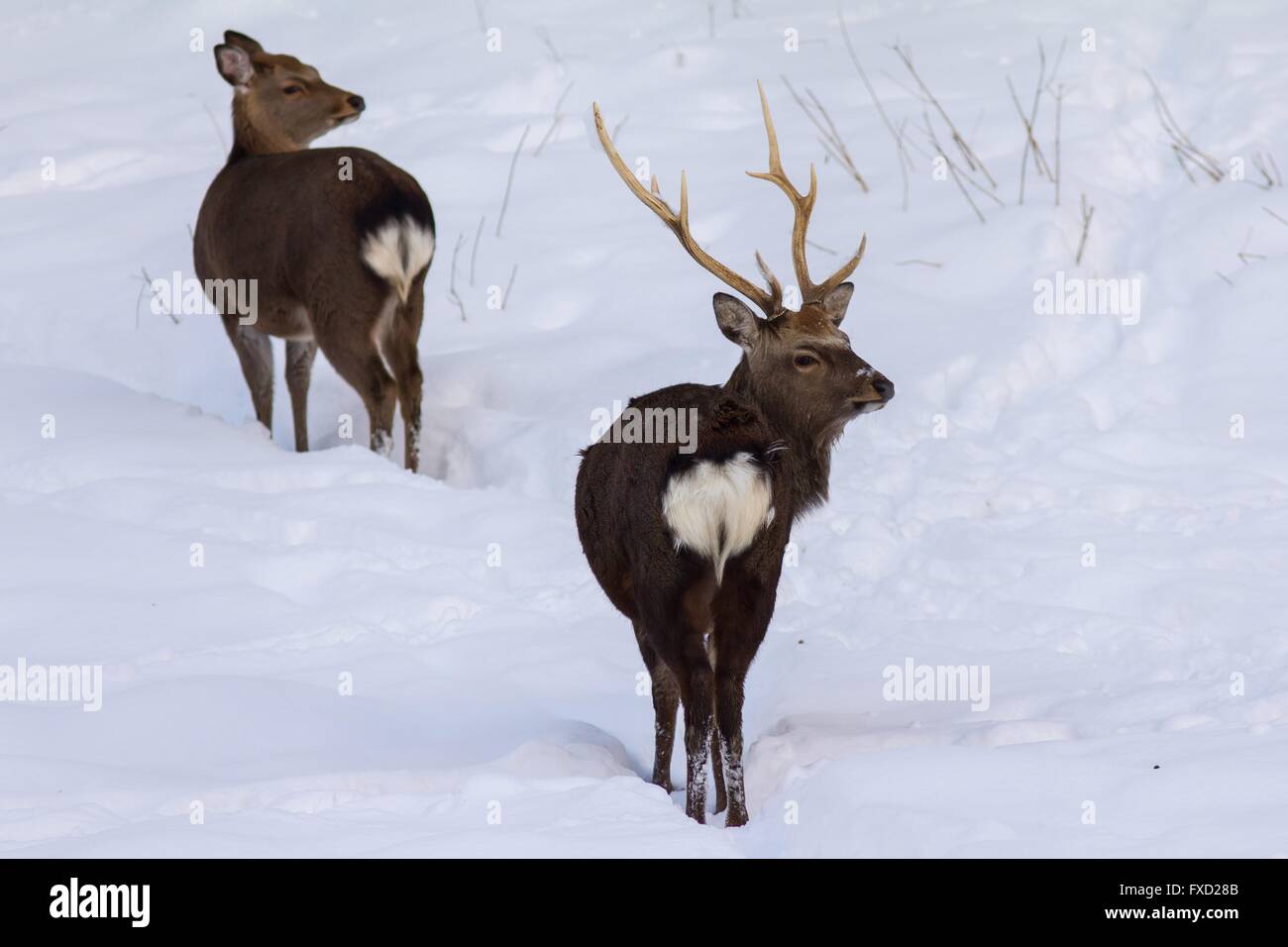 Sika-Hirsch Stockfoto