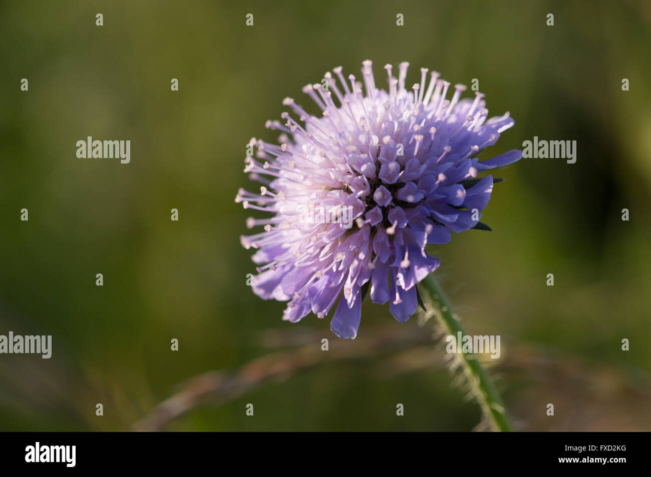 Ein Feld Witwenblume (Knautia Arvensis) Blume. Stockfoto